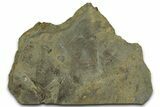 Cruziana (Fossil Trilobite Trackway) Plate - Indiana #325685-1